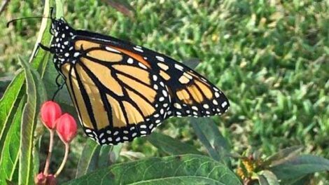 Milkweed, Monarchs and Home Gardeners to the Rescue Image